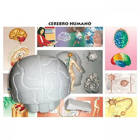 MAQUETA DEL CEREBRO MCH Y MED ESPINAL (CAR/UNICEL) 138543