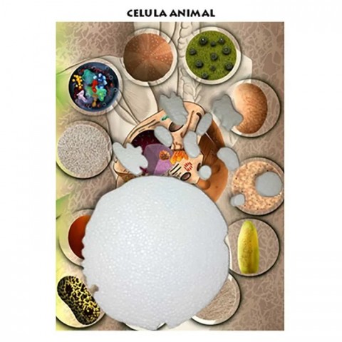 MAQUETA CELULA ANIMAL EDIC BOB MCA (CARTON Y UNICEL) 138540