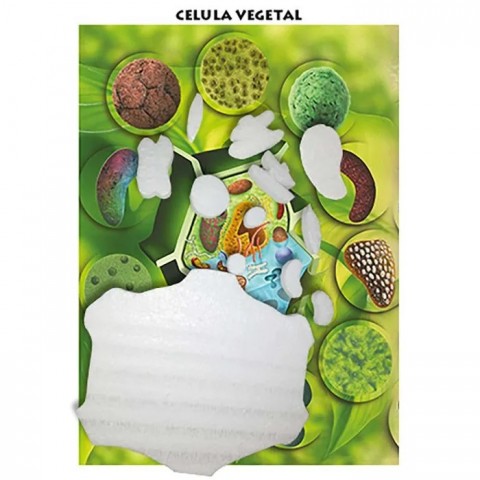 MAQUETA CELULA VEGETAL EDIC BOB MCV (CARTON Y UNICEL) 138539
