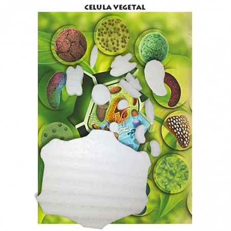MAQUETA CELULA VEGETAL EDIC BOB MCV (CARTON Y UNICEL) 138539